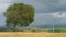 Green tree growing in field, wind turbines spinning, stormy sky, real time shot