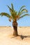 Green tree grows in arid soil alone in the desert areas