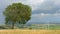 Green tree grows in field, wind turbines spin, beautiful landscape, time-lapse