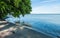 Green tree hanging over the calm gulf water