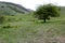 Green tree on a hill in spring, a glade with bright colors, a landscape of Crimea