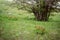 Green tree on a hill in spring, a glade with bright colors, a landscape of Crimea