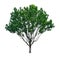 Green tree isolated, Broad leaf Mahogany, known as many name are False mahogany, Honduras, Big leaf, an evergreen leaves plant