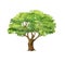 Green tree isolated on white, watercolor illustration