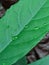 green tree leaf with rain drops organic nature