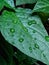 green tree leaf with raindrops organic nature urban garden details homemade