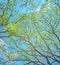 Green Tree leaves canopy with clouds and blue sky background.