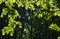 Green tree leaves illuminated by the sun, the leaves through the