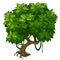 Green tree with lush foliage closeup. Vector