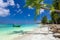 Green tree of a palm tree on the sandy sea beach with white sand