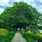 Green tree path sommer summer