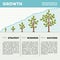 Green tree and plant timeline diagram infographics vector template. Business growth concept