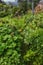 Green tree plants in the mountains with lush greenery and foliage. Closeup landscape view of biodiverse nature scenery