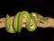 Green Tree Python 8