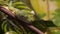 Green Tree Python Close-Up
