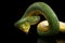 Green Tree Python. Morelia viridis. black background