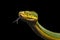 Green Tree Python. Morelia viridis. black background