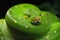 Green tree python Morelia viridis close up