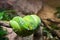 Green tree python Morelia Viridis macro