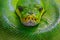 Green tree python, Morelia viridis, snake from Indonesia, New Guinea. Detail head portrait of snake, in the forest. Reptile in the