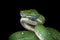 Green tree python snake on branch ready to attack