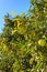 Green tree with raw growing oranges