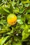 Green tree with raw growing oranges