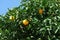 Green tree with raw growing oranges