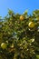 Green tree with raw growing oranges