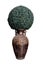 Green tree in roman vase isolated