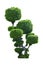 Green tree of Siamese rough bush