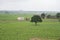 A green tree and small huts and home in green fields