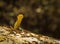 Green Tree Snake, Dendrelaphis punctulatus