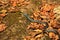 Green tree snake, Dendrelaphis punctulatus,
