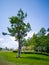 Green tree in spring