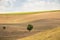 Green tree stands in poly in a beam on the background of yellow dry grass and clouds in the sky in ukraine in the dnieper city in