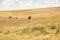 Green tree stands in poly in a beam on the background of yellow dry grass and clouds in the sky in ukraine in the dnieper city in