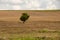 Green tree stands in poly in a beam on the background of yellow dry grass and clouds in the sky in ukraine in the dnieper city in
