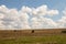 Green tree stands in poly in a beam on the background of yellow dry grass and clouds in the sky in ukraine in the dnieper city in