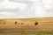 Green tree stands in poly in a beam on the background of yellow dry grass and clouds in the sky in ukraine in the dnieper city in