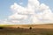 Green tree stands in poly in a beam on the background of yellow dry grass and clouds in the sky in ukraine in the dnieper city in