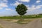 Green tree stands at a road crossroad in the countryside