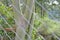 Green tree trunk, Brazil, South America, with steel fence and protection in intentional blur.