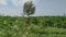 A green tree waving in flower and air in beautiful sight. Background corn white cloud. Nepal maize green