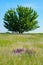 Green Tree Wildflowers Wild Flowers and Grass Feathered in the Barrens