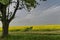 Green tree in the yellow colza field with blue sky