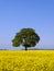 Green tree, yellow field, blue sky