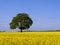Green tree, yellow field, blue sky