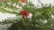 A green tree with yellow and orange flowers on the top