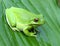 Green Treefrog